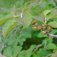 Zaubernuß Diane 60-80cm im C5