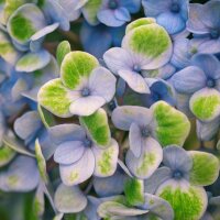 Bauernhortensie Magical® Revolution Blue im C7,5