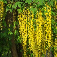 Edel-Goldregen Vossii 80-100cm im C10