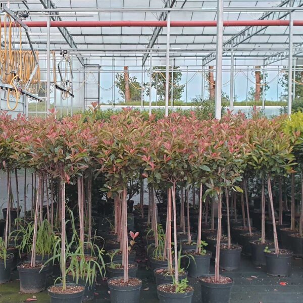 Glanzmispel Red Robin Stämmchen 120cm | Kugel Ø 30-40cm im C30