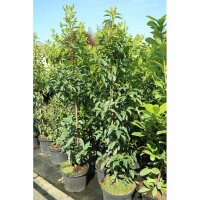 Portugiesischer Lorbeer Angustifolia 100-125cm im 12l Topf