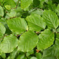 Rotbuche 200-225cm im 3,5l Topf