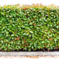 Glanzmispel Compacta 170-180cm im 20l Topf