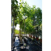 Schwarze Maulbeere Wellington Hochstamm | Stammumfang...