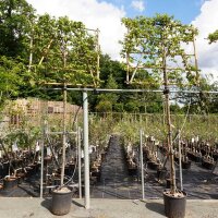 Hainbuche Spalier 120*120cm Hochstamm | 8-10cm...