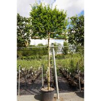 Hainbuche Spalier 150*150cm Hochstamm | 12-14cm Stammumfang im Co