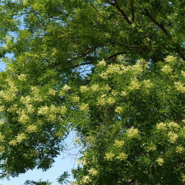 Schnurbaum Regent Hochstamm | 14-16cm Stammumfang am Ballen