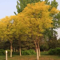 Schnurbaum Regent Hochstamm | 14-16cm Stammumfang am Ballen