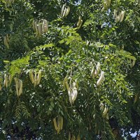 Schnurbaum Regent Hochstamm | 14-16cm Stammumfang am Ballen