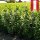 Kirschlorbeer Caucasica 90-100cm im 7,5l Topf