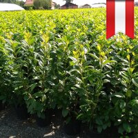 Kirschlorbeer Caucasica 200-225cm im 25l Topf