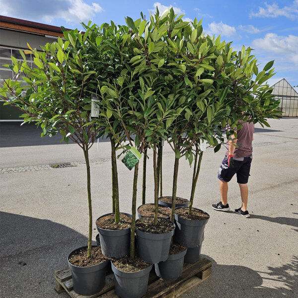 Kirschlorbeer Caucasica Stämmchen 90cm | Kugel ⌀80cm im Co