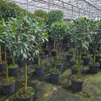 Kirschlorbeer Caucasica Stämmchen 90cm | Kugel ⌀80cm...