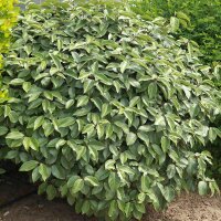 Wintergrüne Ölweide Compacta 50-60cm im C5