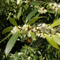 Frühlingsduftblüte 50-60cm im C5