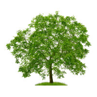 Walnuss Jupiter Hochstamm Stammumfang 8-10cm am Ballen