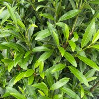 Kirschlorbeer Filigrow Sofia® 70-80cm im C10