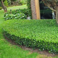 Kirschlorbeer Filigrow Sofia® 90-100cm im C10