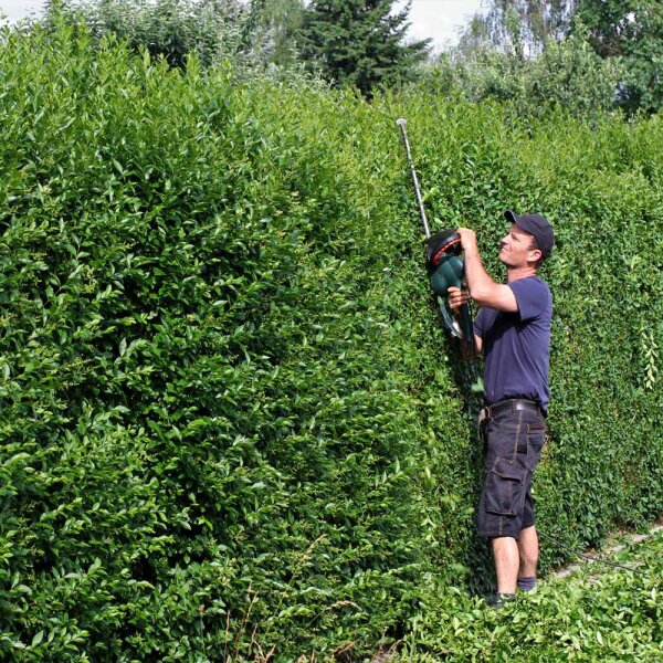Wintergrüner Liguster Atrovirens 100-120cm im C3,5
