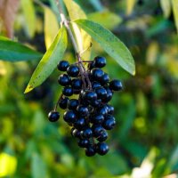 Wintergrüner Liguster Atrovirens 100-120cm im C3,5