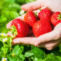 BIO Erdbeere Malwina 10-15cm Jungpflanze einmal tragende...