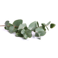Eukalyptus Azura 40-60cm ( bis -20 °C winterhart ) im C5