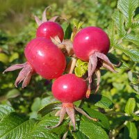 Dornenlose Kartoffel-Rose C5