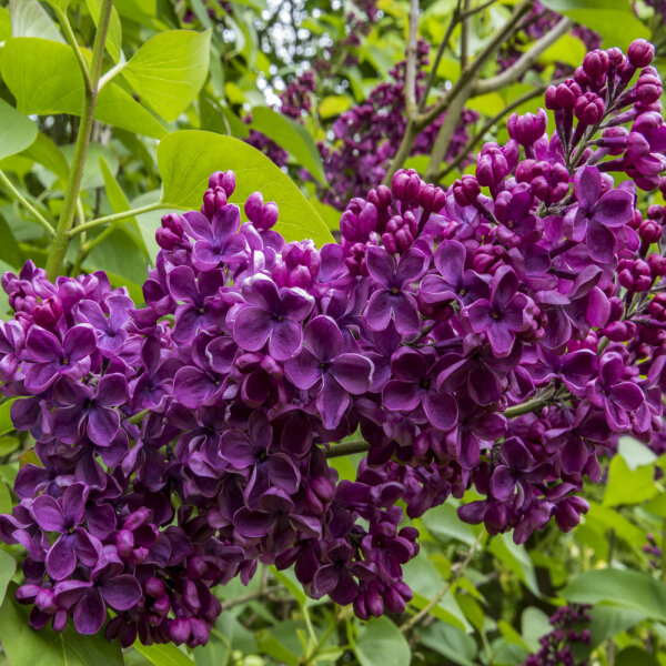 Edelflieder Andenken an Ludwig Späth 60-80cm im C5