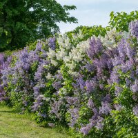 Edelflieder Charles Joly 60-80cm im C5