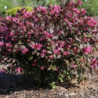 Zwerg-Weigelie ‘Minor Black® 40-60cm im C5