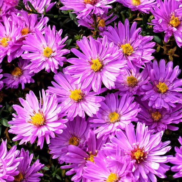 Kissen-Aster Herbstgruß vom Bresserhof P 1