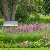 Teppich-Prachtspiere  P 1