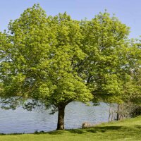 Japanische Zelkove Hochstamm | 12-14cm Stammumfang am Ballen