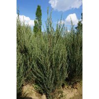 Blauer Raketenwacholder Blue Arrow 100-125cm am Ballen