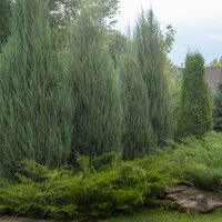 Blauer Raketenwacholder Blue Arrow 100-125cm am Ballen