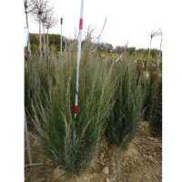 Blauer Raketenwacholder Blue Arrow 80-100cm am Ballen