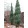 Blauer Raketenwacholder Blue Arrow 80-100cm am Ballen