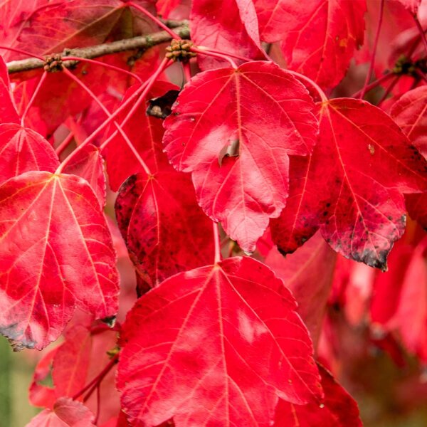 Rot-Ahorn ‘October Glory’ Hochstamm 12-14cm StU am Ballen