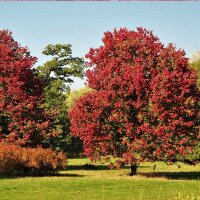 Rot-Ahorn ‘October Glory’ Hochstamm 12-14cm StU am Ballen