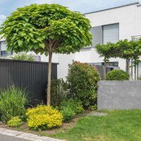 Kugel-Trompetenbaum Nana Hochstamm 10-12cm StU 180cm Sth...