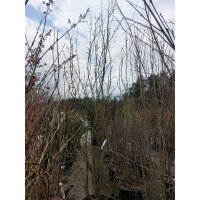 Persischer Eisenholzbaum mehrstämmig 250-300cm im C50