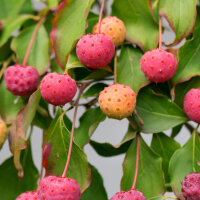 Japanischer Blumen-Hartriegel Satomi 80-100cm am Ballen