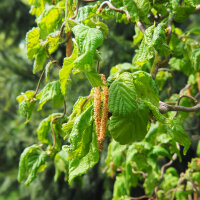 Korkenzieherhasel Contorta 60-80cm am Ballen