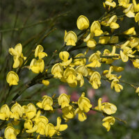 Elfenbein-Ginster Allgold im C3