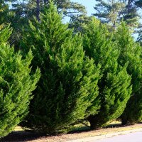 Riesenzypresse 125-150cm am Ballen