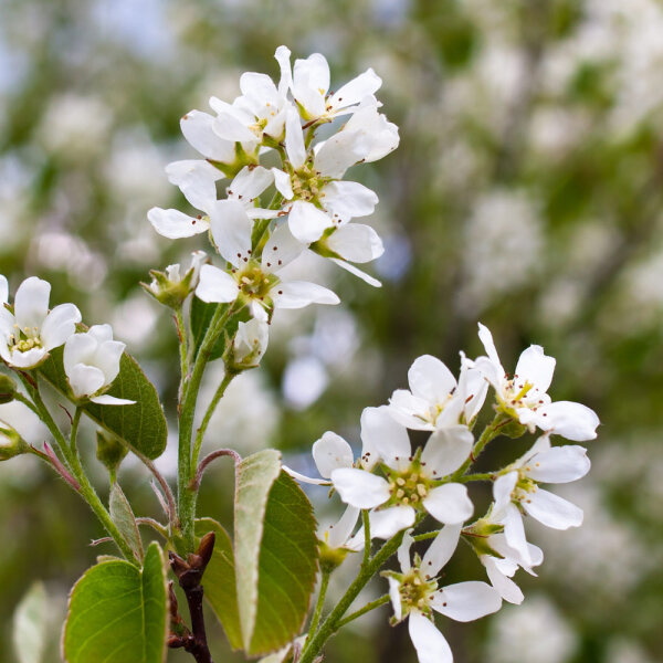 Säulen-Felsenbirne Obelisk 125-150cm mit Ballen