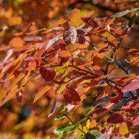 Säulen-Felsenbirne Obelisk 125-150cm mit Ballen