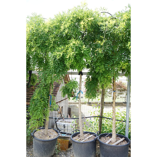 Hängender Schnurbaum Hochstamm | 12-14cm Stammumfang