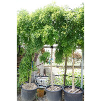 Hängender Schnurbaum Hochstamm | 12-14cm Stammumfang