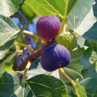 Feige Steirerfeige Hochstamm 10/12